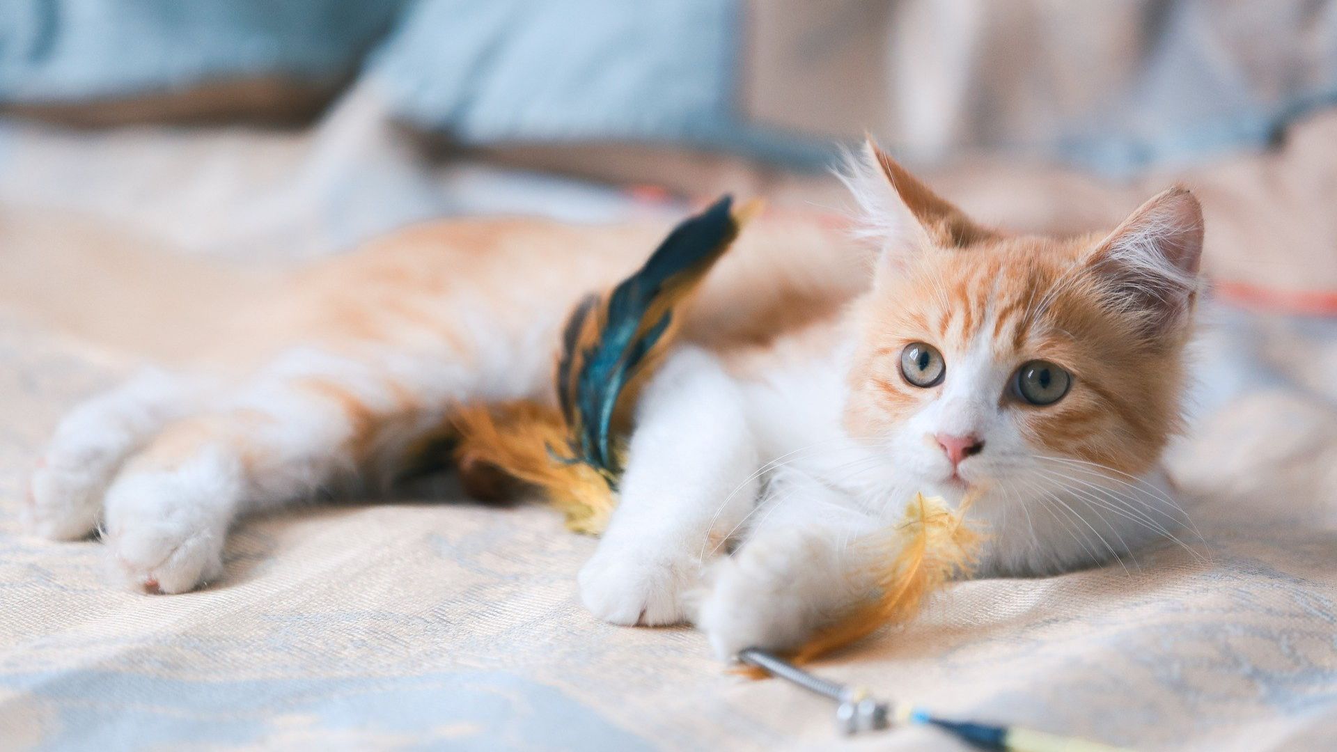 a cat lying on a bed with a feather toy