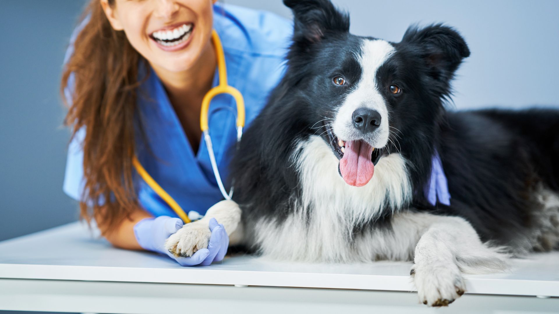 a person with a stethoscope and a dog