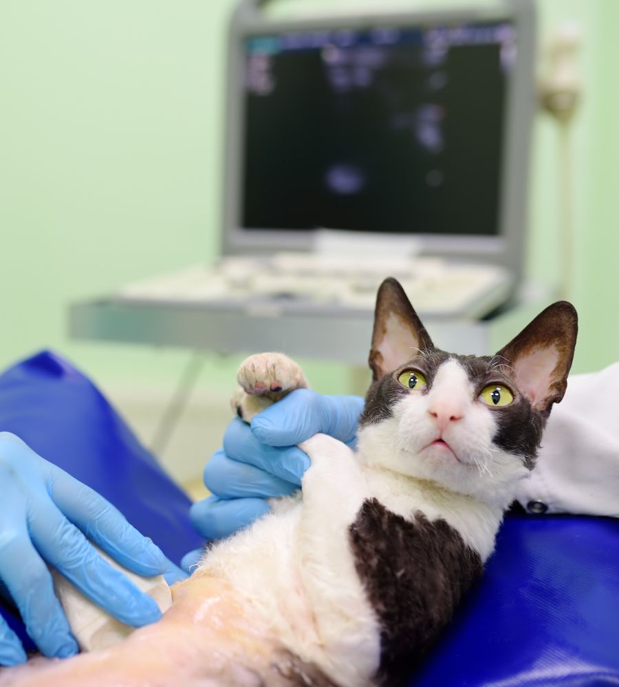 a cat being examined by a veterinarian