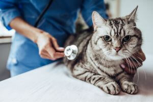 a cat lying on a table with a stethoscope
