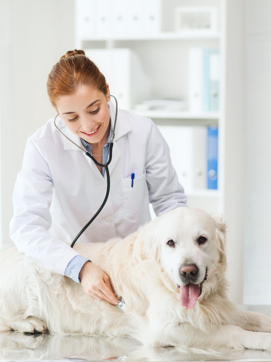 a person examine with stethoscope a dog