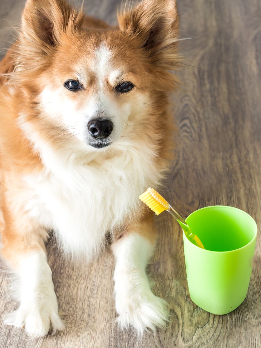 a dog with a toothbrush in a cup