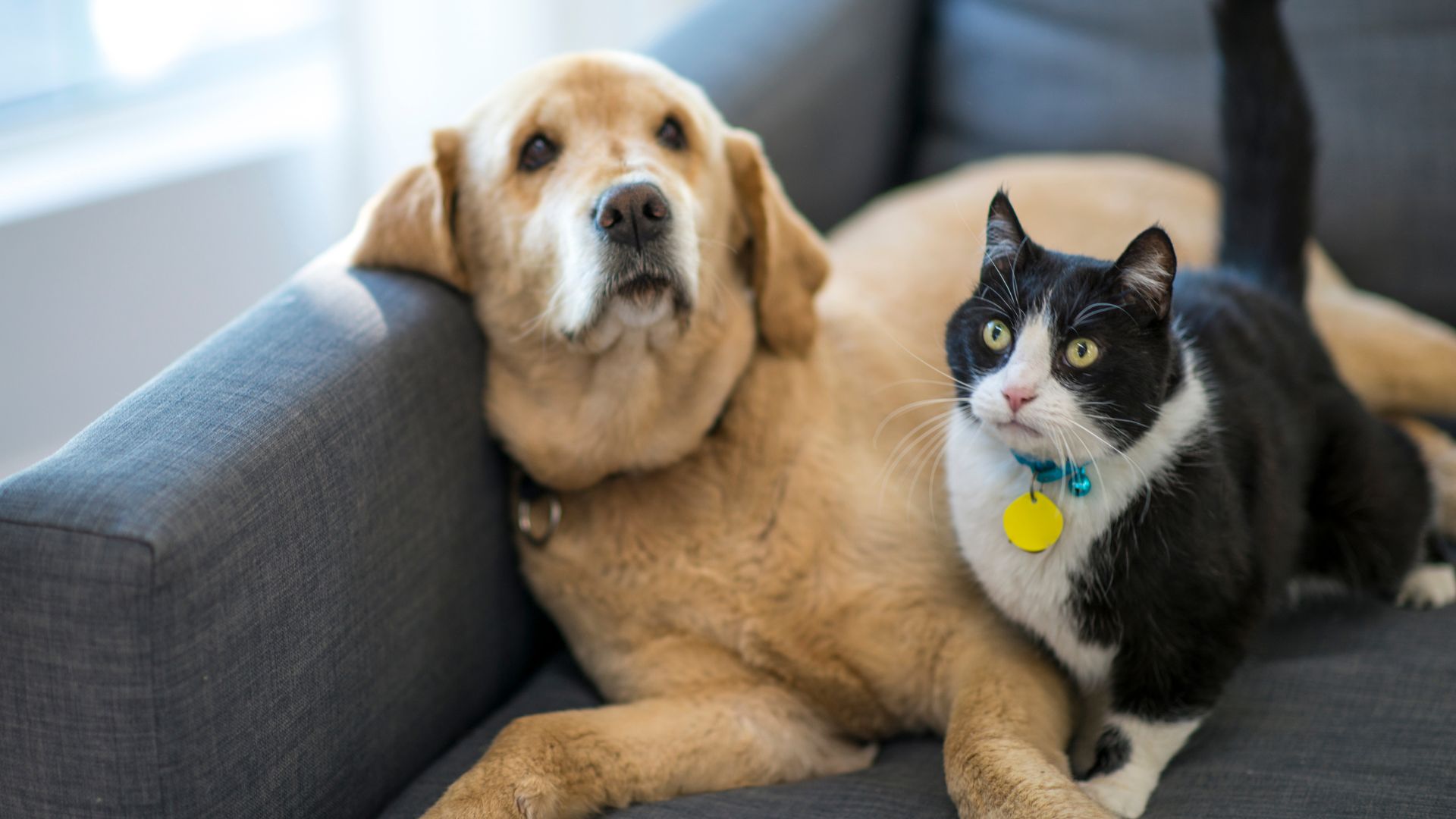 a dog and cat lying on a couch