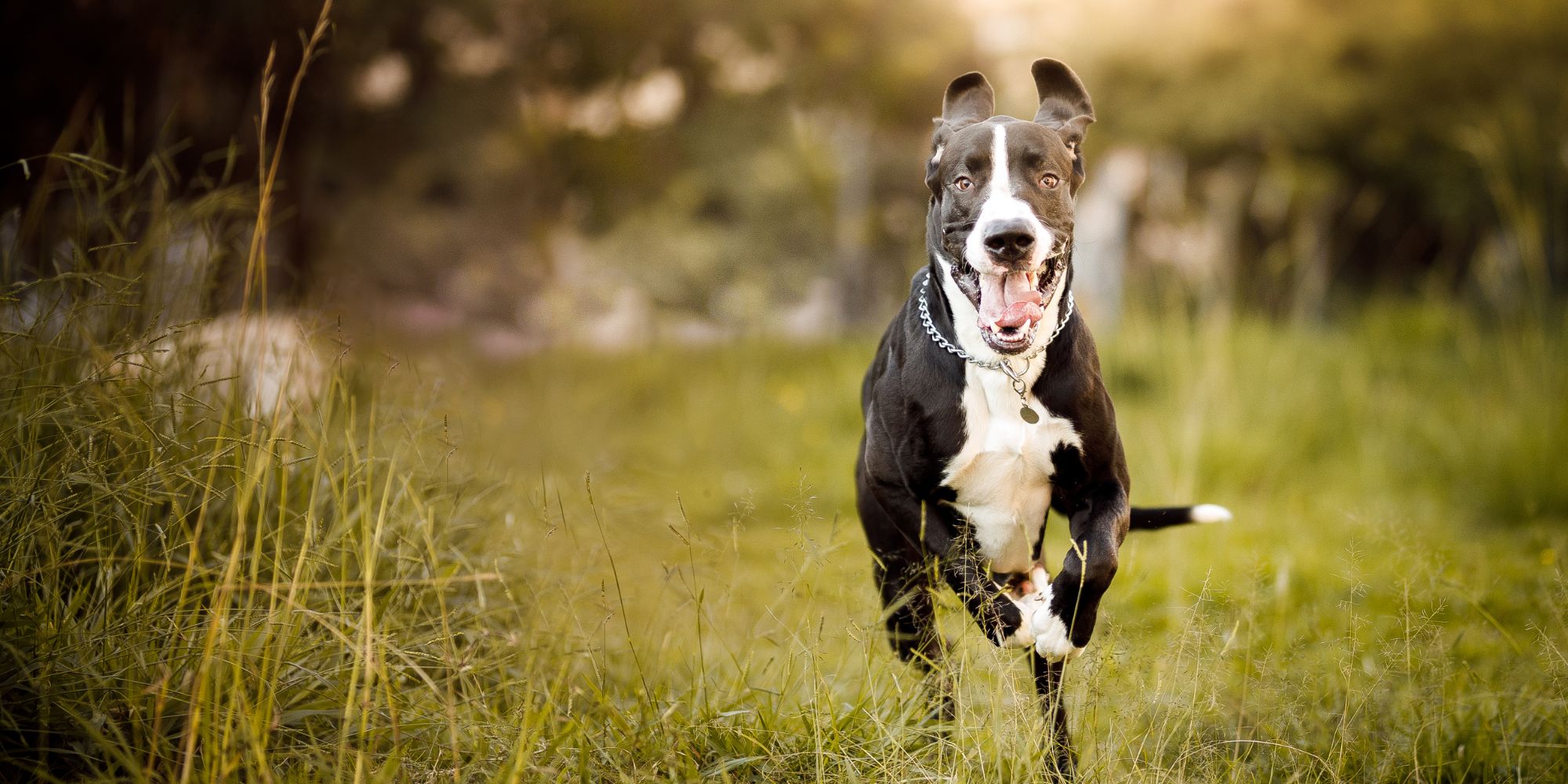 Why Your Dog’s Energy Levels Might Be Hiding Early Aging