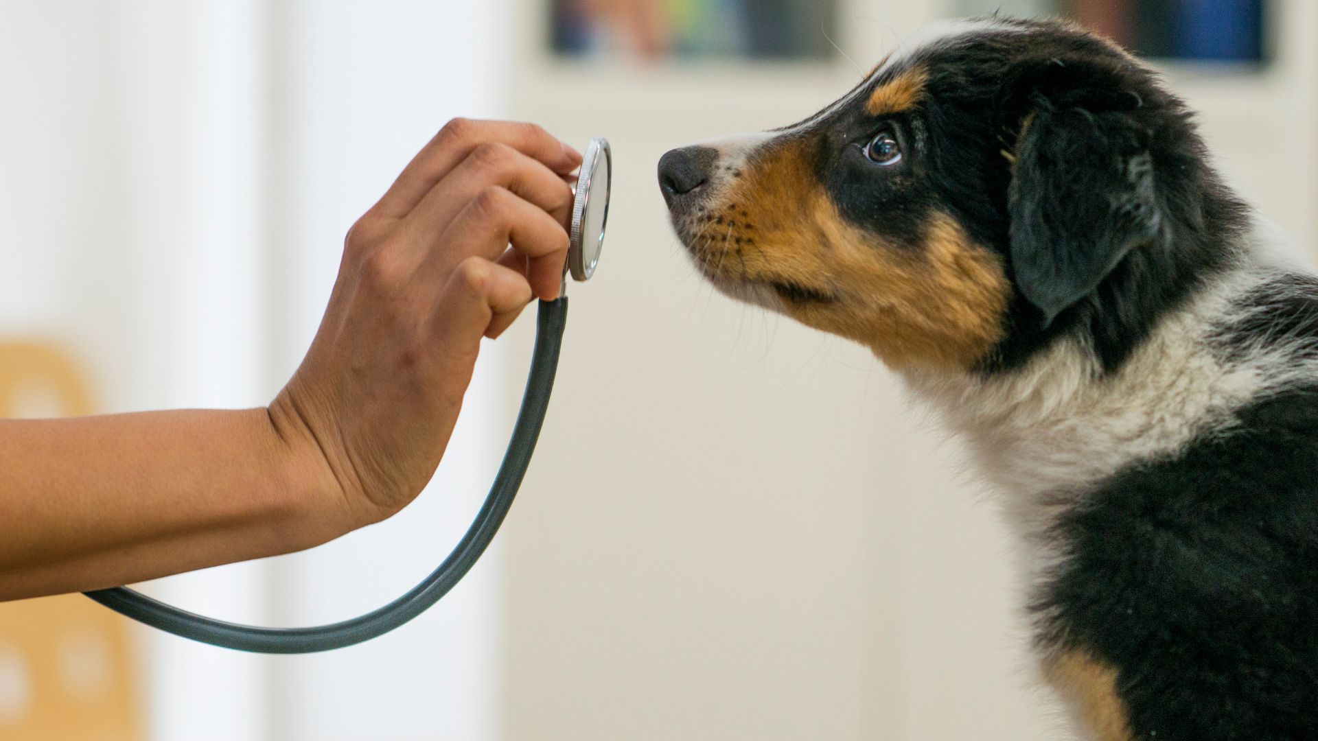 vet examining dog with stethoscope