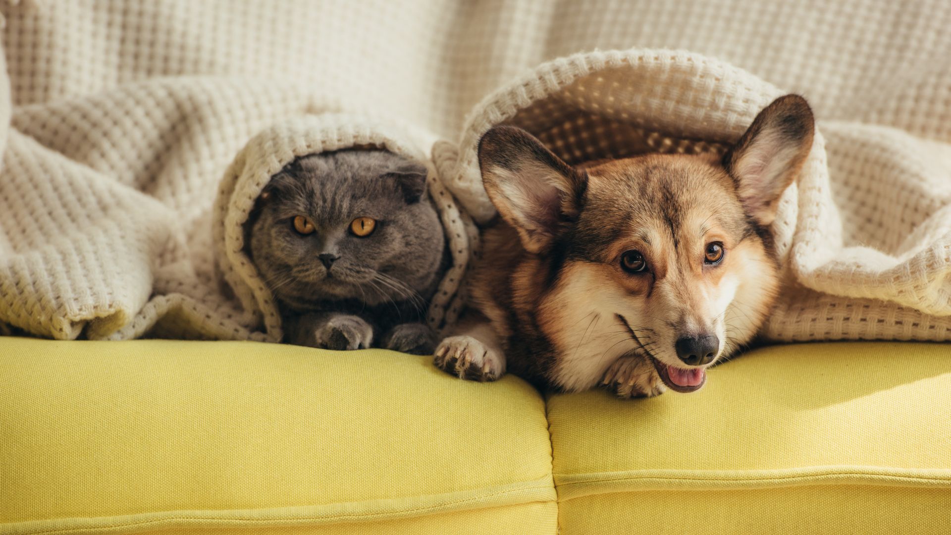 dog and cat laying on couch