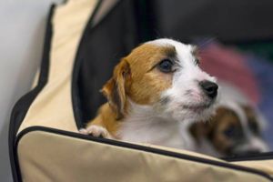 a dog in a carrier